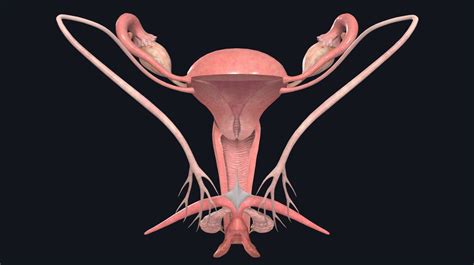 Vagina illustration