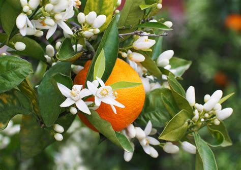 Valencia Orange Blossom Water