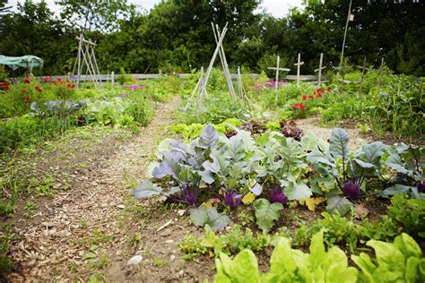 Vegetable Gardens