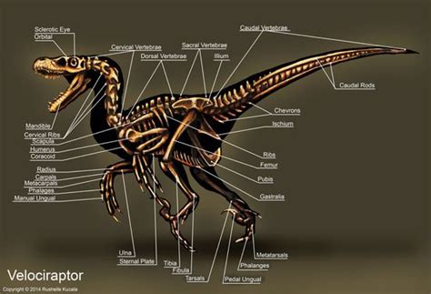 Velociraptor Skeleton Printable