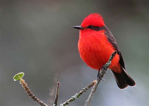 Vermilion Flycatcher in flight