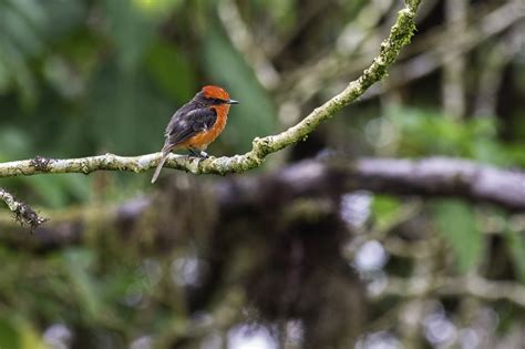 Vermilion Flycatcher conservation efforts