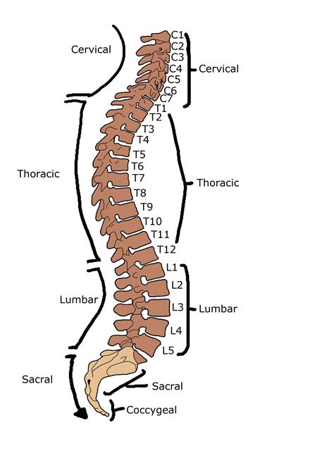 A diagram of the vertebral column, highlighting its structure and function