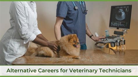 Vet career alternatives