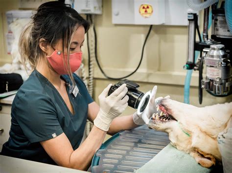 Veterinarian cleaning a dog's teeth