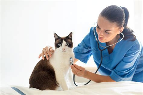 Veterinarian conducting a health screening