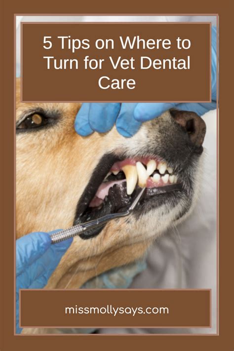 Veterinarian cleaning a dog's teeth