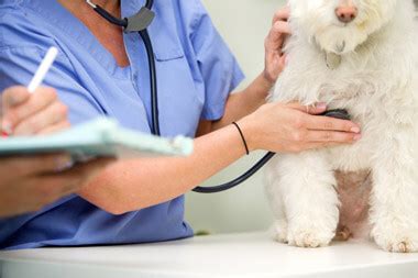 Veterinarian examining a cat's x-ray