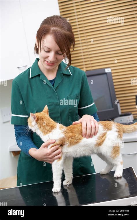 Veterinarian examining a cat