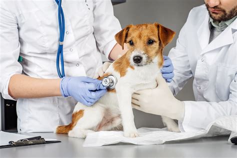 Veterinarian examining a puppy