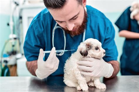 Veterinarian administering a vaccine