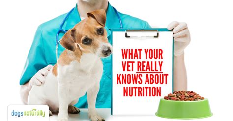 Veterinarian offering nutrition advice