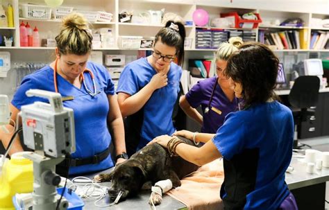 Veterinarian providing emergency care