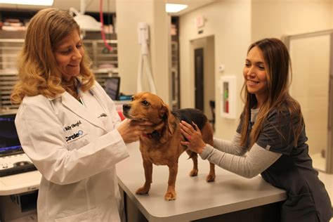 Veterinarian examining a puppy