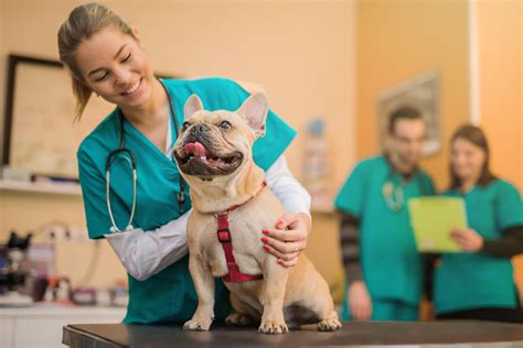 Veterinarian animal hospital