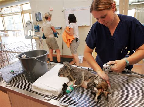 Veterinarian animal sanctuary