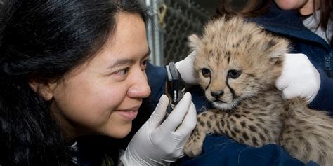 Veterinarian zoo