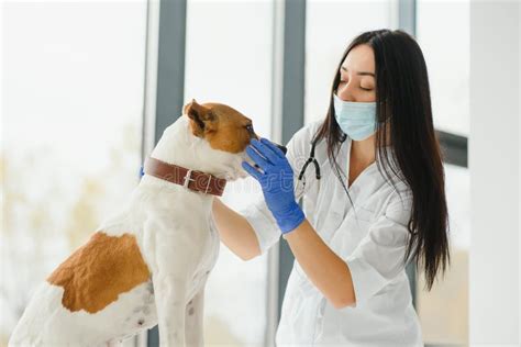 Veterinarians examining animals