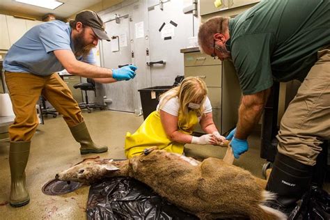 Veterinarians working in wildlife conservation