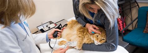 Veterinarians specializing in different areas