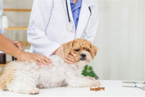 Veterinarians specializing in different areas