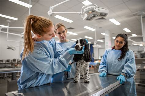 Veterinarians working in a zoo