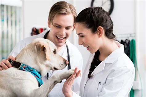 A Bright Future Ahead for Military Veterans in Veterinary Careers