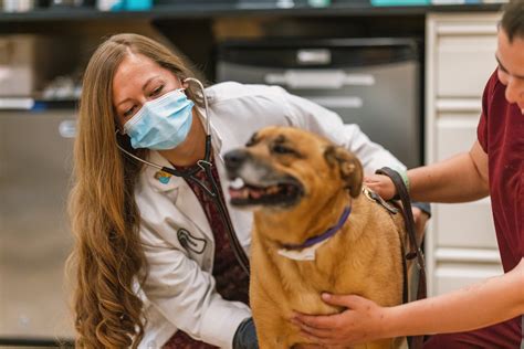 Veterinary Career Gallery 1