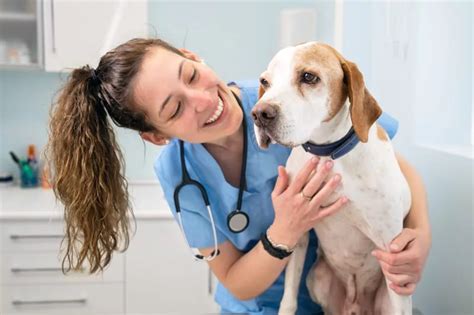 Veterinary career options professional working in a clinic