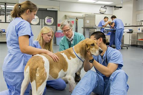 Veterinarian educating an owner about animal health