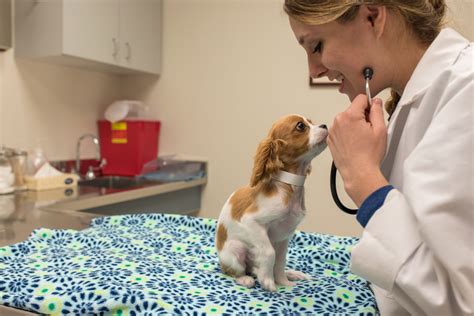 Veterinary medicine professional working in a clinic