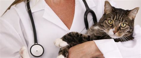 Veterinarian administering medicine to an animal