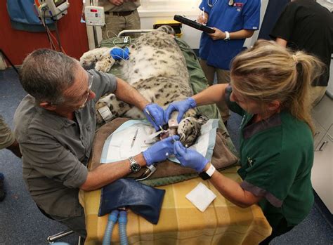 Veterinary medicine field professional working with animals