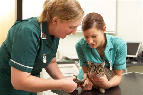 Veterinary staff with pet