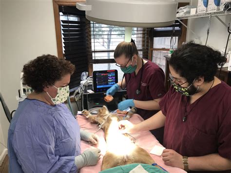 Veterinarian performing surgery on an animal