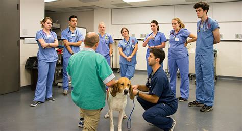 Veterinary professor teaching students in a classroom