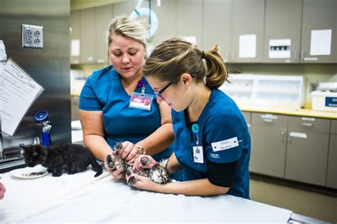 Veterinary technician using diagnostic equipment