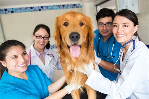 Veterinarians working with animals