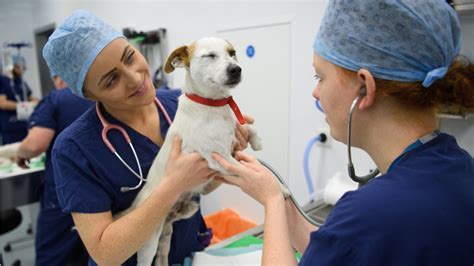 Veterinarians working with animals