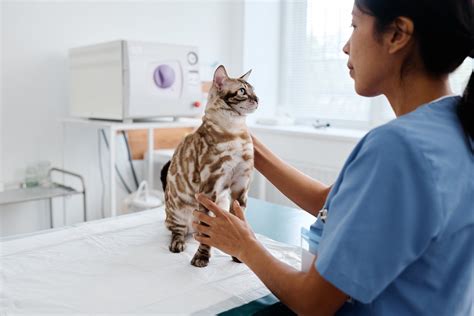 Veterinarians working with cats