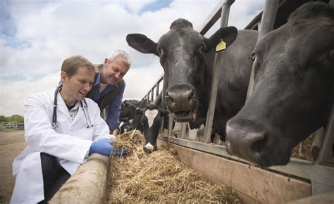 Veterinarians working with cattle