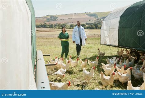 Veterinarians working with chickens