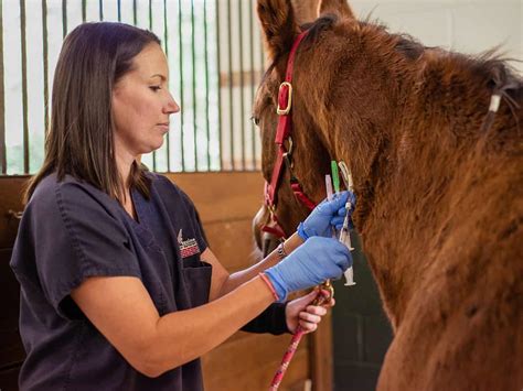 Veterinarians working with horses