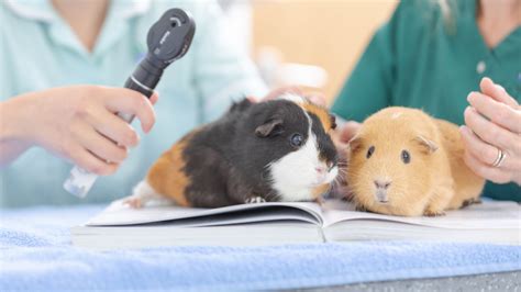 Veterinarians working with pigs