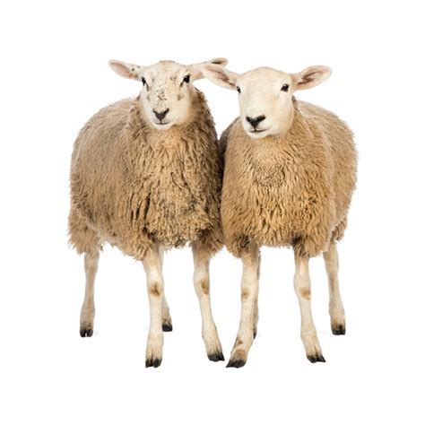 Veterinarians working with sheep and goats