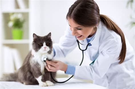 Veterinarians working with cats