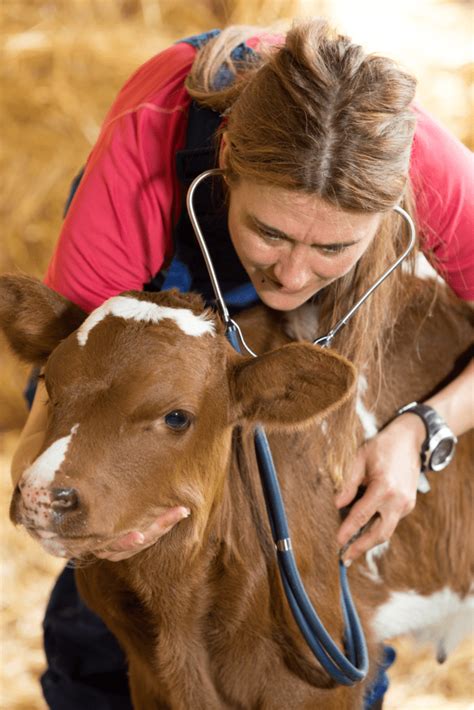 Veterinarians working with cattle