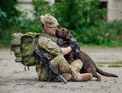 Veterinarians working with dogs