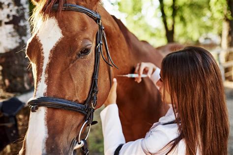 Veterinarians working with horses