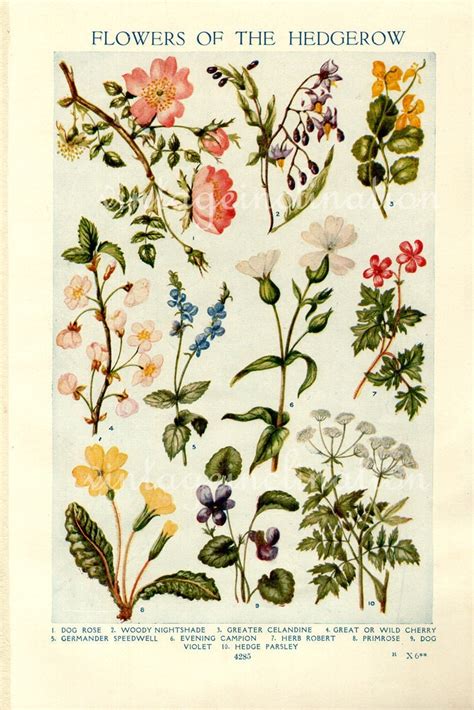 Vintage botanical print of a flower